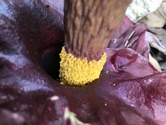 Amorphophallus henryi