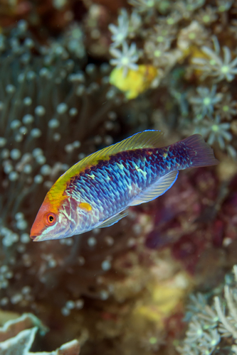 Orangeback Wrasse — seen at this dive site