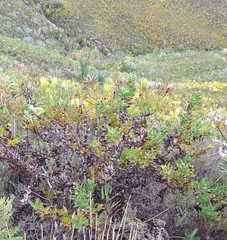 Leucospermum cordifolium