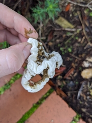 Ileodictyon cibarium