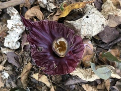 Amorphophallus henryi