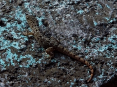 Gonatodes albogularis