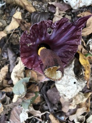 Amorphophallus henryi