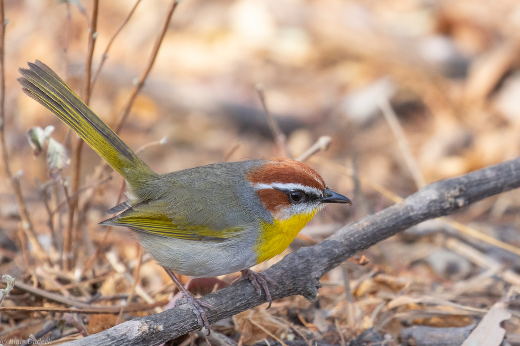 Basileuterus rufifrons caudatus