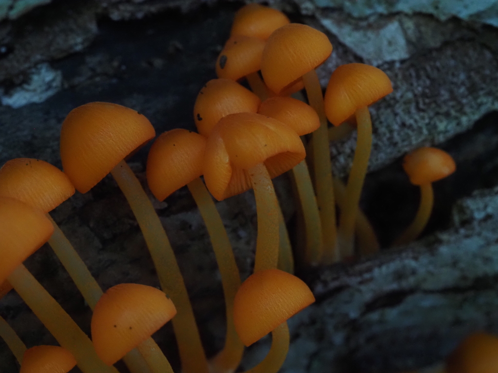 orange mycena · July 2026 · photo: Photo: (c) Summit Metro Parks, some rights reserved (CC BY) · iNaturalist