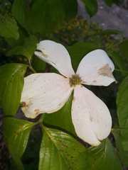 Cornus florida