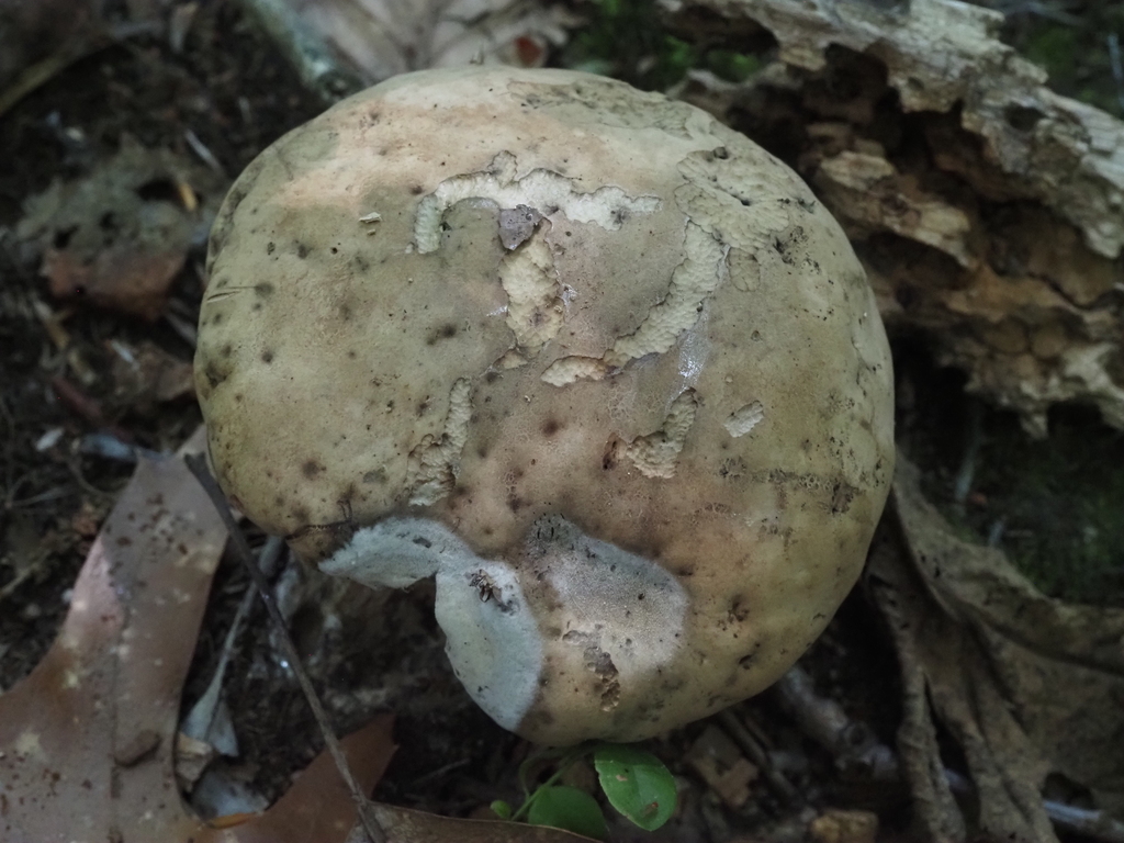 Caloboletus firmus · July 2026 · photo: Photo: (c) Summit Metro Parks, some rights reserved (CC BY) · iNaturalist