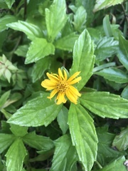 Sphagneticola trilobata image