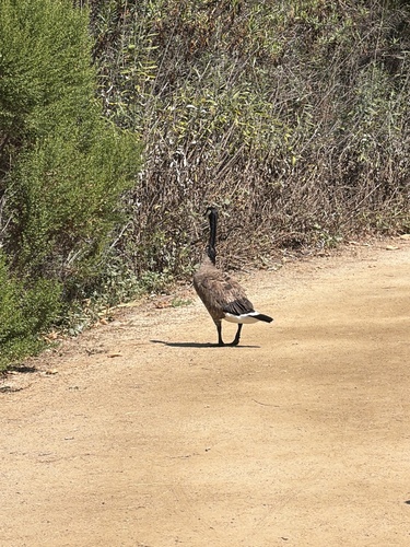 iNaturalist observation photo of Canada Goose