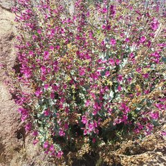 Penstemon clevelandii connatus
