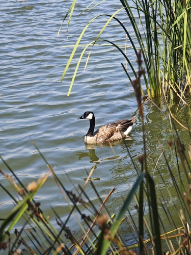 iNaturalist observation photo of Canada Goose