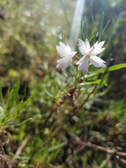 Lithophragma affine