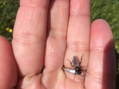 Bibio albipennis