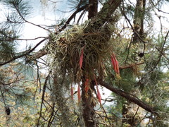 Tillandsia arroyoensis