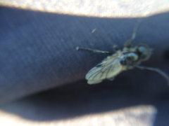 Bibio albipennis