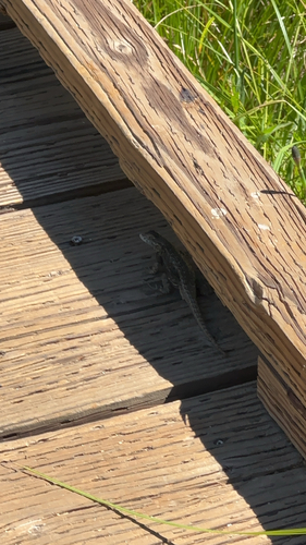 iNaturalist observation photo of Western Fence Lizard