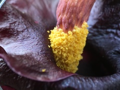 Amorphophallus henryi
