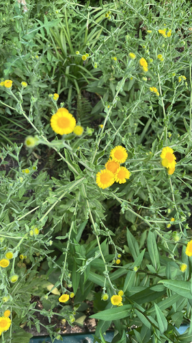 Common Fleabane