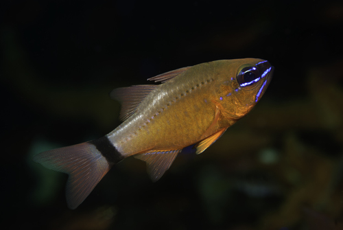 Ringtail Cardinalfish