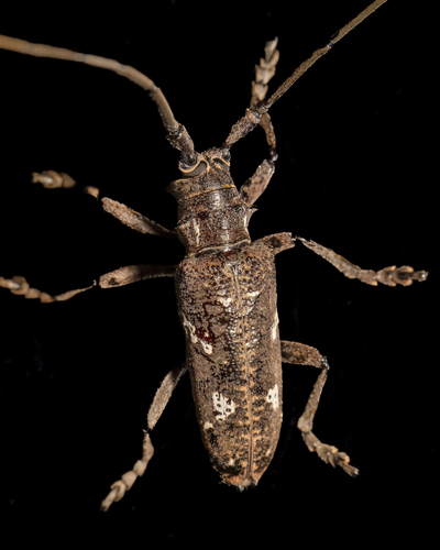 Plagiohammus spinipennis, 2026-07-08