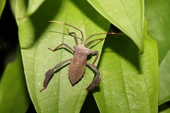 Acanthocephala alata