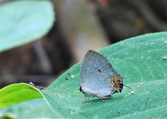 Iaspis andersoni