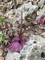 Amorphophallus henryi