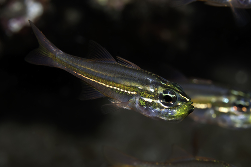 Midget cardinalfish (Ostorhinchus nanus) — Apogonidae — 2