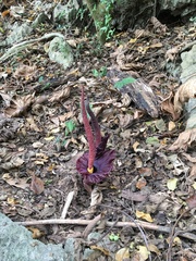 Amorphophallus henryi