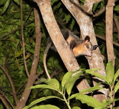 Didelphis marsupialis image