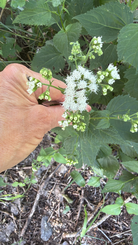 white snakeroot
