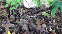 Diploglossidae