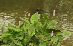 Pontederia sagittata