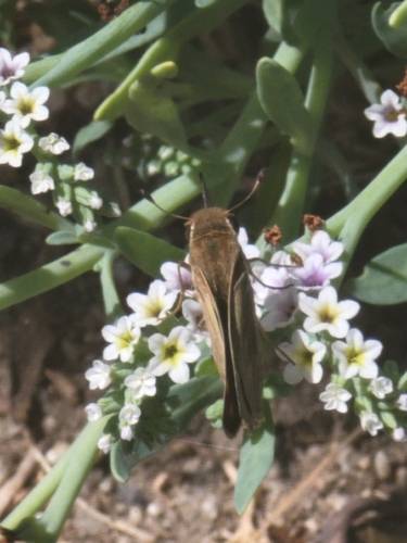 iNaturalist observation photo of Wandering Skipper