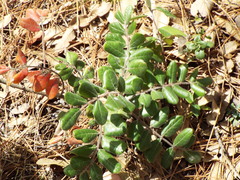 Rhus pachyrrhachis