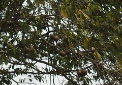 Tabernaemontana donnell-smithii