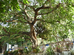 Ficus tecolutensis