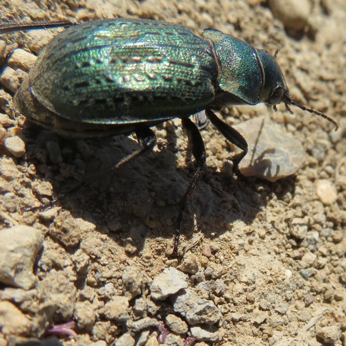 Calosoma cancellatum photo 2