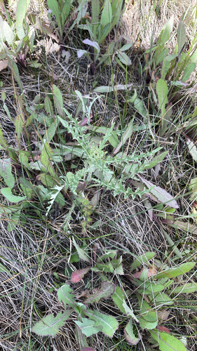 Flodman's thistle