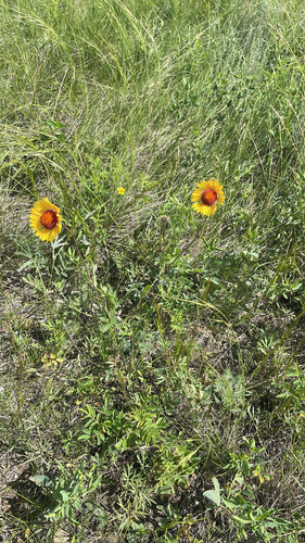 great blanketflower