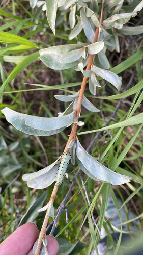Glover's Silkmoth