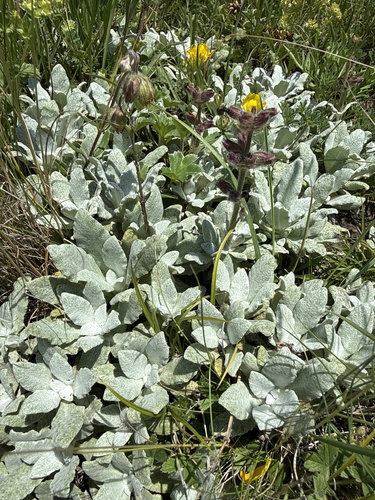 Salvia canescens, photograph 2