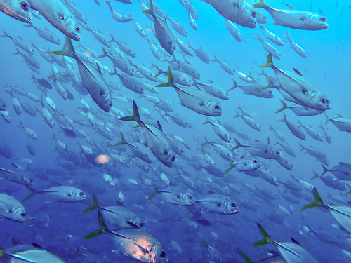 Horse-eye jack (Caranx latus) — Carangidae — 4