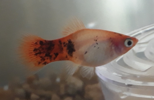 Platy