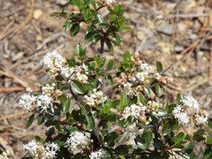 Ceanothus buxifolius