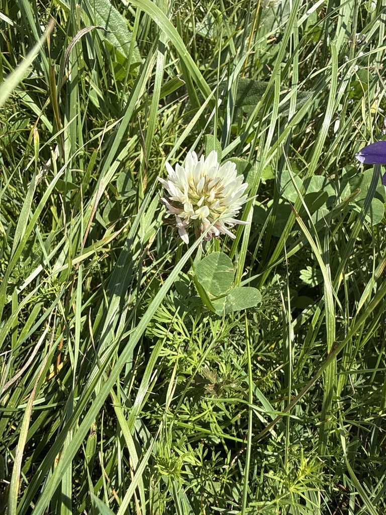 Trifolium ambiguum; photograph Stanislav Murashkin, CC BY, iNaturalist via GBIF