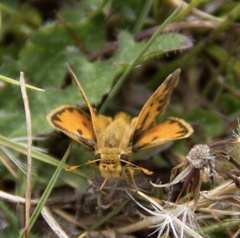 Hylephila fasciolata