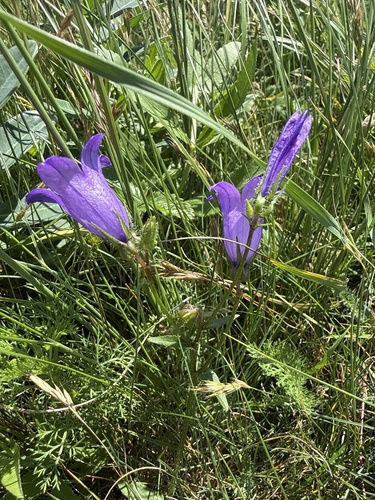 Campanula tridentata, photograph 4