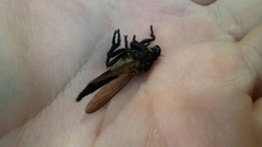 Promachus painteri