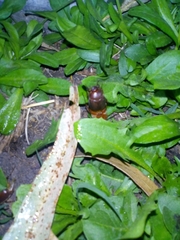 Phyllophaga